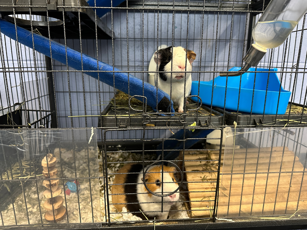 Caring for Club Pets